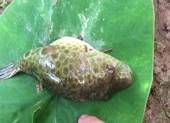 Ngộ độc cá nóc vì... ăn thử cho biết