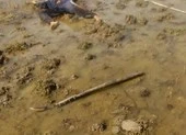 Hai chú cháu ruột đâm nhau và cùng chết ở ngoài đồng