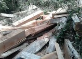 Bắt trạm trưởng bảo vệ rừng Đại Ninh vì bao che phá rừng