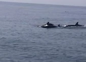 Video: Ngắm đàn cá heo hàng trăm con ở bờ biển Hội An