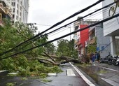 Thừa Thiên - Huế cây đổ hàng loạt, có người bị thương