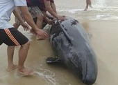 Cá heo nặng hơn 300 kg được người dân đưa trở lại biển