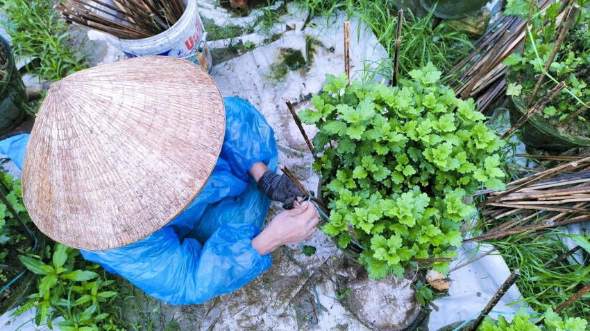 Nông dân Huế đội mưa rét chăm sóc hoa Tết ảnh 7 Nông dân Huế đội mưa rét chăm sóc hoa Tết ảnh 7
