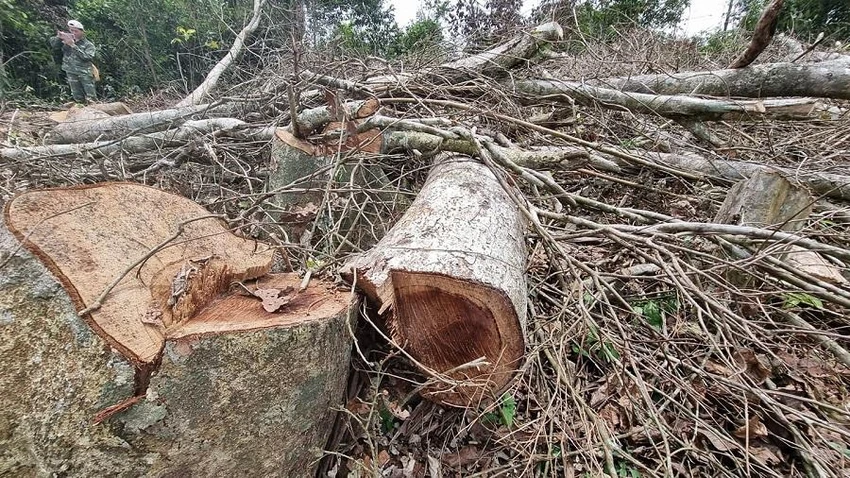 Nhiều ha rừng tại huyện Đakrông bị phá. Ảnh: H.T Nhiều ha rừng tại huyện Đakrông bị phá. Ảnh: H.T