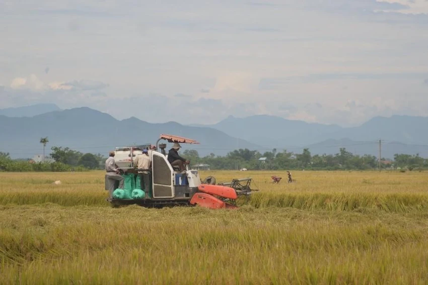 Người dân thu hoạch lúa. Ảnh minh họa: ND