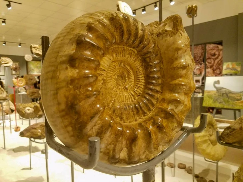 Sự ra đời của Bảo tàng Hóa thạch Hà Nội (Hanoi Fossil Museum) là khởi đầu của hành trình tìm kiếm, gìn giữ, bảo tồn và làm sống lại trọn vẹn câu chuyện lịch sử tự nhiên về sự sống trên trái đất, nguồn gốc của sự sống, quá trình tiến hóa của sinh giới từ hàng trăm triệu năm trước. Sự ra đời của Bảo tàng Hóa thạch Hà Nội (Hanoi Fossil Museum) là khởi đầu của hành trình tìm kiếm, gìn giữ, bảo tồn và làm sống lại trọn vẹn câu chuyện lịch sử tự nhiên về sự sống trên trái đất, nguồn gốc của sự sống, quá trình tiến hóa của sinh giới từ hàng trăm triệu năm trước.