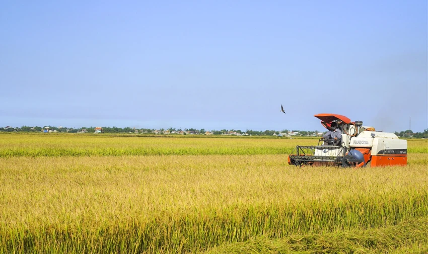 Những cánh đồng lúa hữu cơ ở Quảng Trị. Ảnh: ND Những cánh đồng lúa hữu cơ ở Quảng Trị. Ảnh: ND