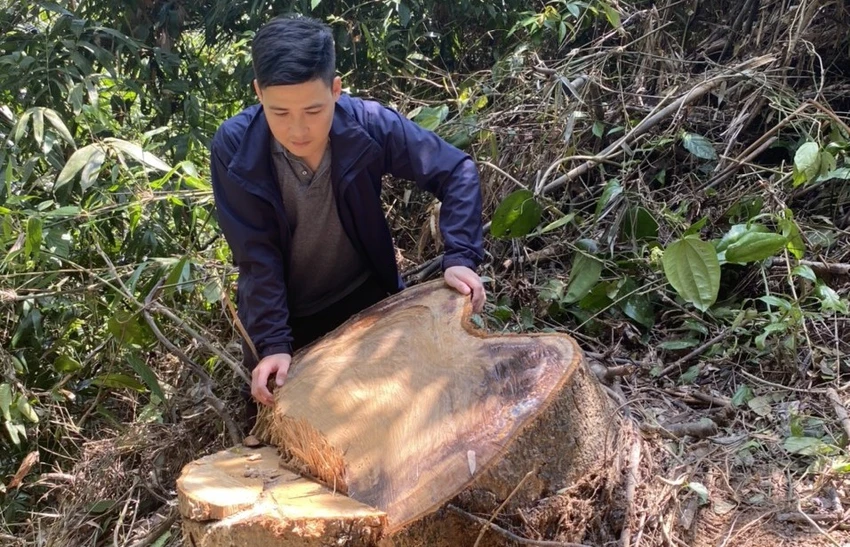 Nhiều cây rừng ở Nam Đông bị cưa hạ. Ảnh: C.TUẤN Nhiều cây rừng ở Nam Đông bị cưa hạ