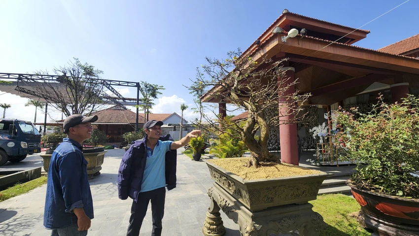 Hoàng mai huế