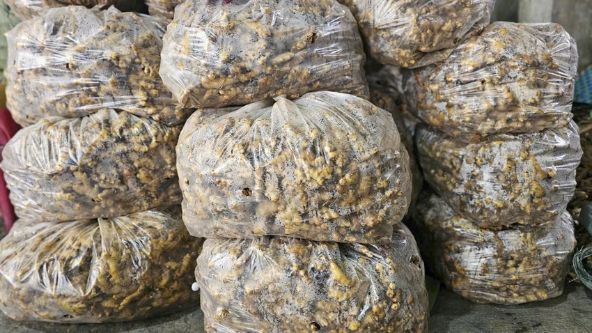 tham-lang-mut-gung-tru-danh-xu-hue-truoc-tet-at-ty (1).jpg