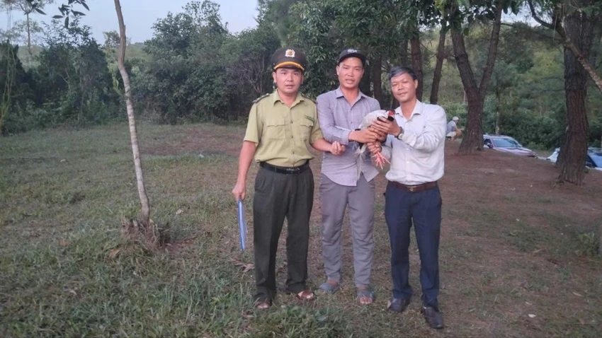gà lôi trắng