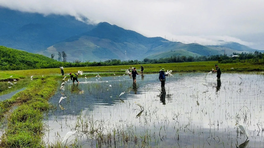 su-that-ve-hang-hang-con-co-trang-dung-im-bat-thuong-tren-canh-dong-o-hue- (4).jpg