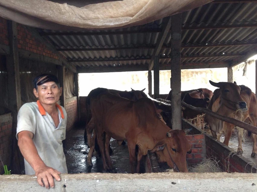 Mô hình nuôi bò thoát nghèo của ông Nguyễn Văn Tha