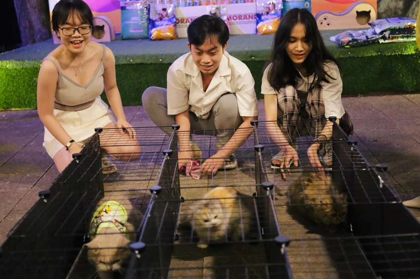 Hoạt động khiến nhiều người thích thú tại sự kiện là phần thi mèo chạy đua. Hoạt động khiến nhiều người thích thú tại sự kiện là phần thi mèo chạy đua.
