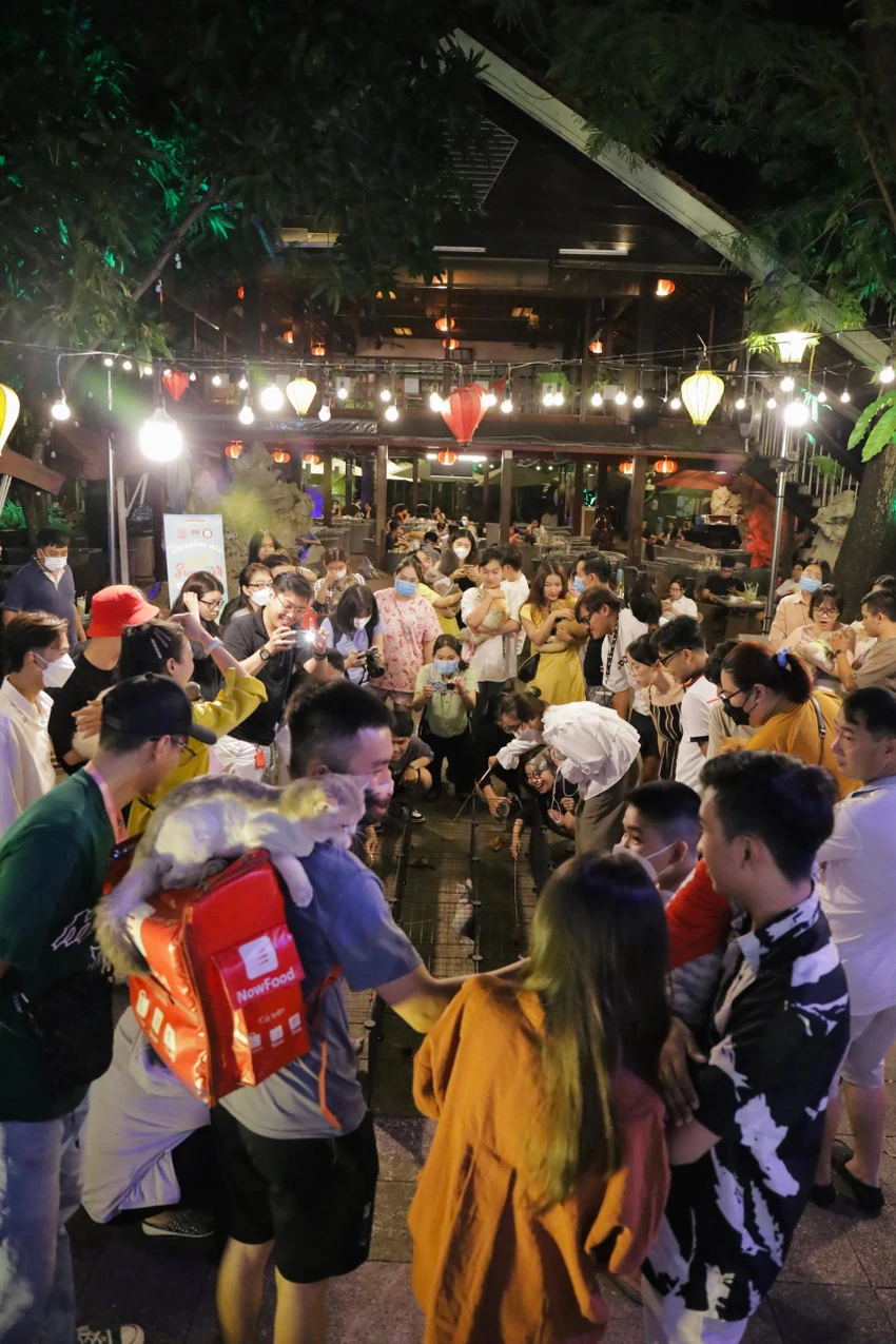 Sự kiện đã thu hút 200 chú mèo được chủ đưa đến tham dự, trong đó có nhiều chủng loại như mèo Anh lông ngắn, mèo không lông, mèo Ba Tư... Sự kiện đã thu hút 200 chú mèo được chủ đưa đến tham dự, trong đó có nhiều chủng loại như mèo Anh lông ngắn, mèo không lông, mèo Ba Tư...
