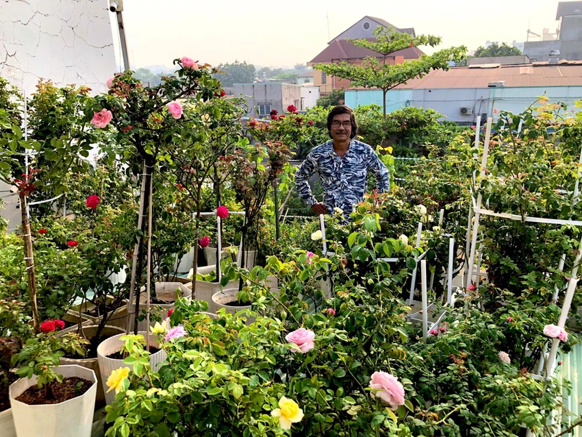 Vườn hoa hồng của ông Long ra hoa rực rỡ, đủ màu sắc trên mái tôn đầy nắng Vườn hoa hồng của ông Long ra hoa rực rỡ, đủ màu sắc trên mái tôn đầy nắng