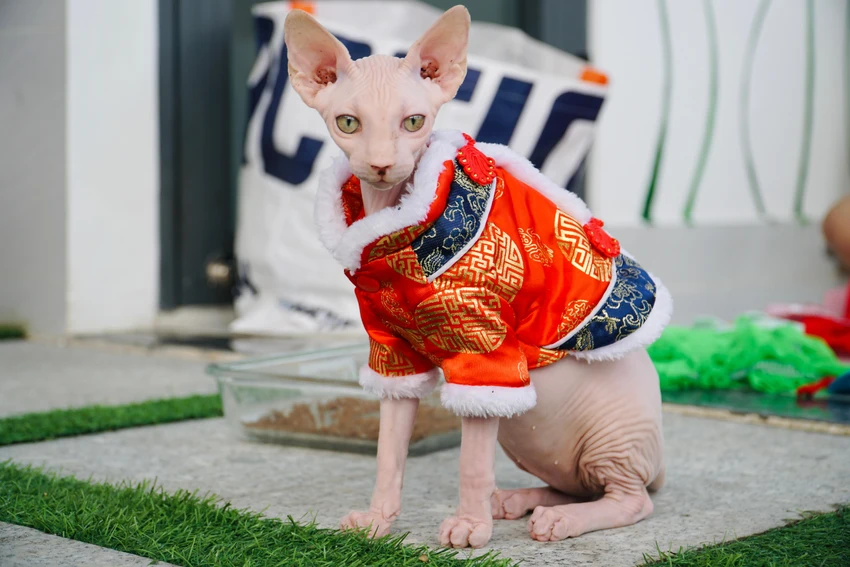 Chị chủ có sở thích tự tay thiết kế thời trang cho các bé mèo. Chị chủ có sở thích tự tay thiết kế thời trang cho các bé mèo.