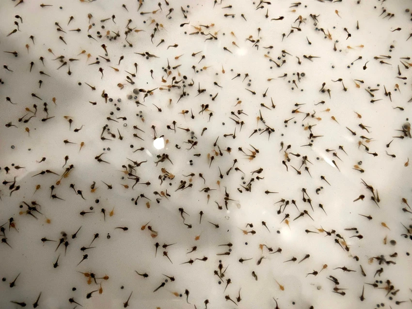 Sau khoảng thời gian ngắn từ 18 đến 24 tiếng, trứng sẽ nở thành nòng nọc. Quá trình từ nòng nọc thành ếch sẽ mất từ 2 đến 3 tuần. Sau khoảng thời gian ngắn từ 18 đến 24 tiếng, trứng sẽ nở thành nòng nọc. Quá trình từ nòng nọc thành ếch sẽ mất từ 2 đến 3 tuần.