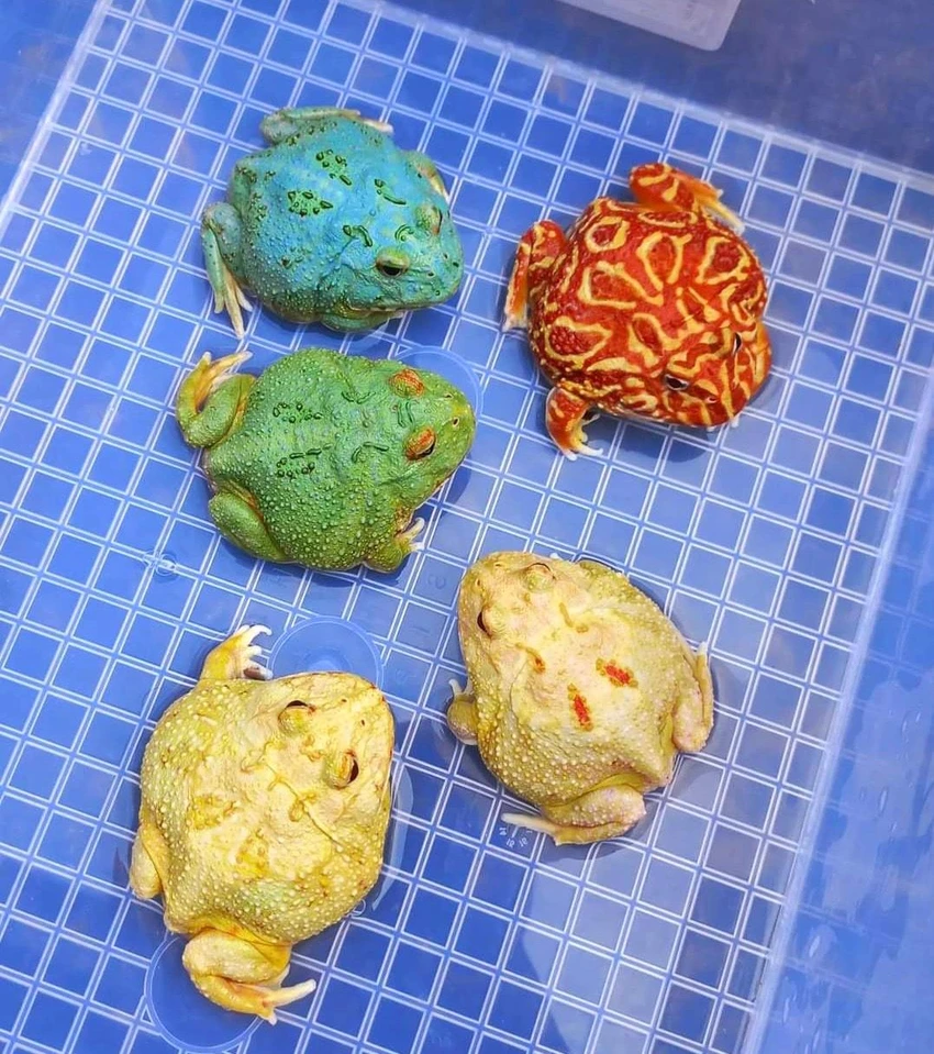 Giới trẻ chi tiền triệu để mua ếch về cưng nựng mỗi ngày ảnh 9 Giới trẻ chi tiền triệu để mua ếch về cưng nựng mỗi ngày ảnh 9