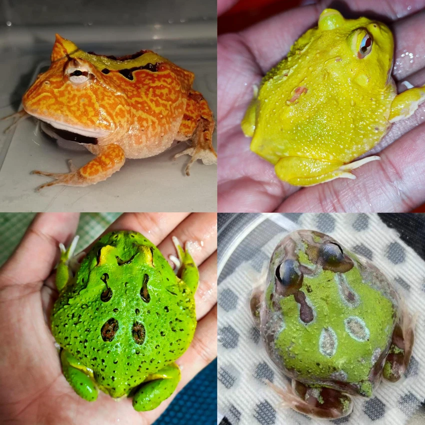 Ếch pacman đột biến có nhiều màu sắc sặc sỡ, bắt mắt. Ếch pacman đột biến có nhiều màu sắc sặc sỡ, bắt mắt.
