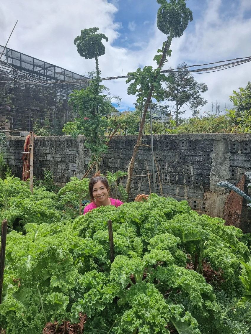 Cứ trồng hết vụ này, chị lại nhổ bỏ các cây già để trồng một vụ cải mới. Cứ trồng hết vụ này, chị lại nhổ bỏ các cây già để trồng một vụ cải mới.