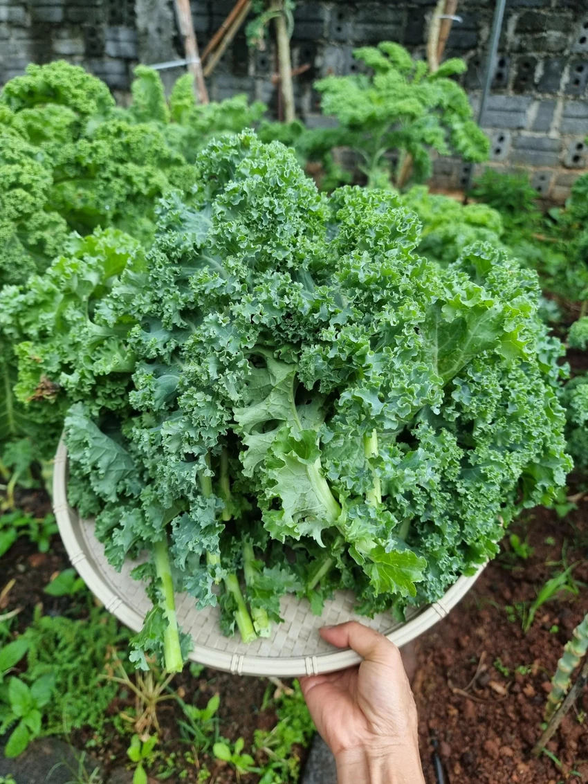 Các con của chị rất lười ăn rau, tuy nhiên với nước ép cải kale, bé nào cũng thích nên chị càng hứng khởi trồng giống cây này để bổ sung vitamin cho các con. Các con của chị rất lười ăn rau, tuy nhiên với nước ép cải kale, bé nào cũng thích nên chị càng hứng khởi trồng giống cây này để bổ sung vitamin cho các con.