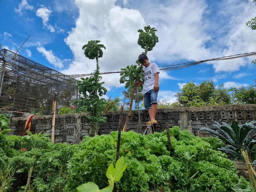 Cây cải kale quá cao nên mỗi lần thu hoạch gia đình chị Thơm phải bắc thang hoặc trèo lên tường. Cây cải kale quá cao nên mỗi lần thu hoạch gia đình chị Thơm phải bắc thang hoặc trèo lên tường.