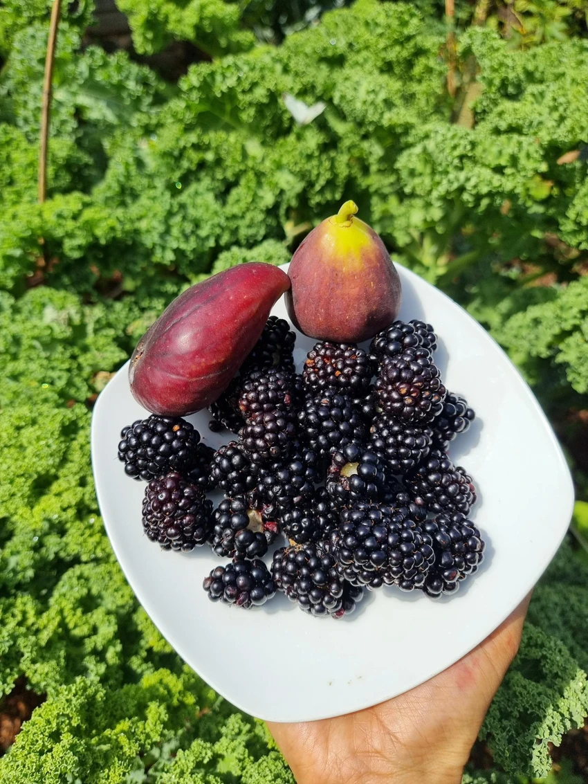 Chị trồng thêm nhiều loại trái cây như mâm xôi, việt quất, dâu tây... nhờ mát tay nên cây nào cũng cho quả sum suê. Chị trồng thêm nhiều loại trái cây như mâm xôi, việt quất, dâu tây... nhờ mát tay nên cây nào cũng cho quả sum suê.