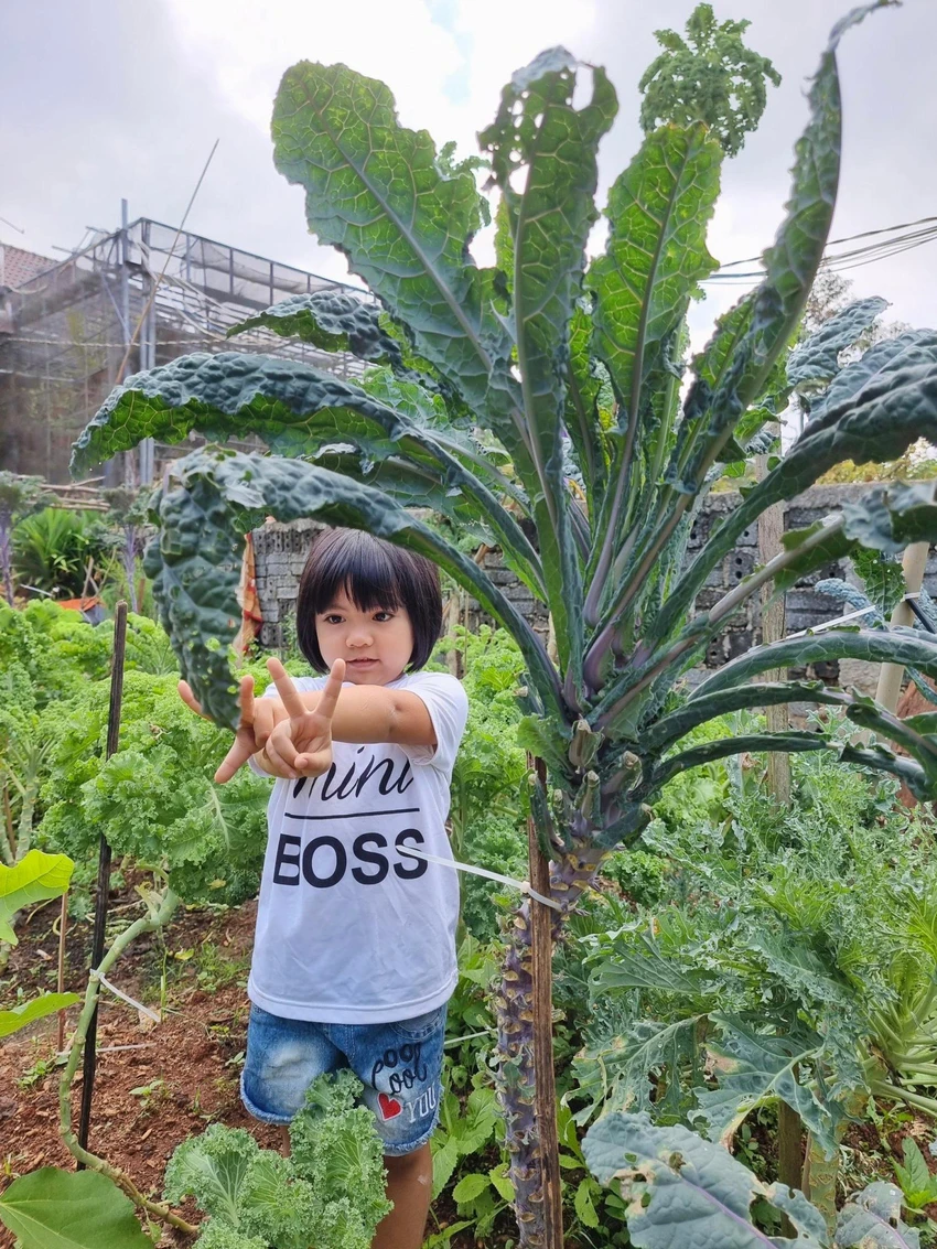 Chị sưu tầm thêm nhiều loại cải kale khác để trồng cho khu vườn thêm phong phú. Chị sưu tầm thêm nhiều loại cải kale khác để trồng cho khu vườn thêm phong phú.