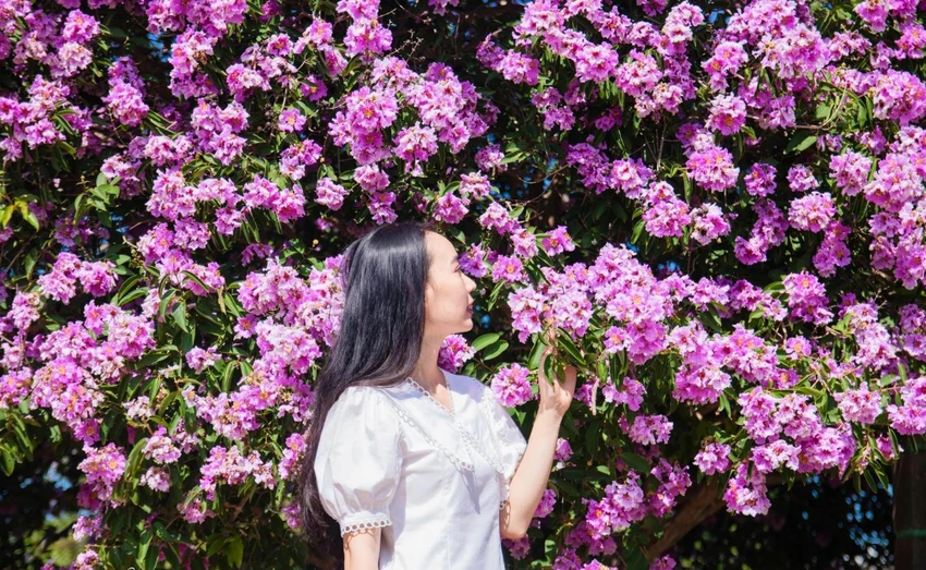 Nhiều người đùa bảo: “Màu tím đẹp quá, tôi chẳng cần dùng app vẫn lên hình lung linh”. Nhiều người đùa bảo: “Màu tím đẹp quá, tôi chẳng cần dùng app vẫn lên hình lung linh”.
