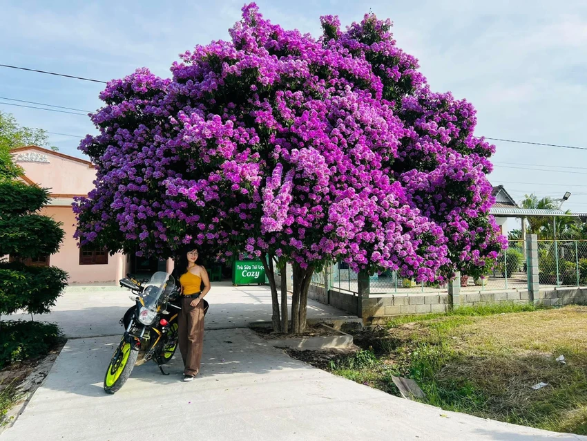 Chị Hà chia sẻ: “Ở khu này có cây cầu tên là Bằng Lăng và đúng như tên gọi, tôi thấy trước mỗi nhà đều có một cây bằng lăng rất to nhưng đẹp nhất vẫn là cây này. Hoa nở phủ kín không còn thấy lá, tôi vốn là người yêu thiên nhiên nên ngắm hoa thôi cũng đủ khiến tinh thần thư thái. Khi đến đây, tôi còn gặp rất nhiều bạn trẻ từ các tỉnh thành khác ghé vào check in, điều này khiến tôi rất tự hào vì mảnh đất quê hương có một điểm đẹp thu hút đến vậy”. Chị Hà chia sẻ: “Ở khu này có cây cầu tên là Bằng Lăng và đúng như tên gọi, tôi thấy trước mỗi nhà đều có một cây bằng lăng rất to nhưng đẹp nhất vẫn là cây này. Hoa nở phủ kín không còn thấy lá, tôi vốn là người yêu thiên nhiên nên ngắm hoa thôi cũng đủ khiến tinh thần thư thái. Khi đến đây, tôi còn gặp rất nhiều bạn trẻ từ các tỉnh thành khác ghé vào check in, điều này khiến tôi rất tự hào vì mảnh đất quê hương có một điểm đẹp thu hút đến vậy”.