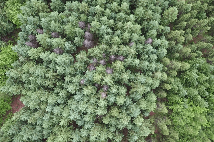 quan-ly-cay-xanh-bang-drone Một khu rừng ở Quebec đang được thử nghiệm quản lý bằng drone. Ảnh: Éric Dussault
