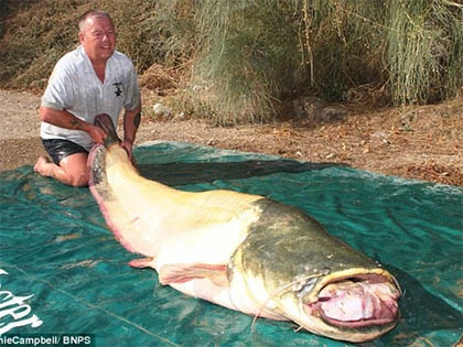 Bắt được cá trê nặng gần 100 kg ảnh 1
