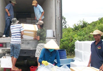 Thương lái Trung Quốc thu gom tôm non! ảnh 1