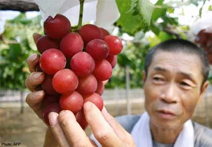 Nông dân Nhật trồng "xe hơi" trên cây ảnh 1 Nông dân Nhật trồng "xe hơi" trên cây ảnh 1