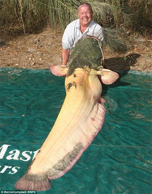 Bắt được cá trê nặng gần 100 kg ảnh 2