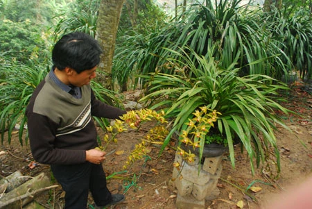 Bỏ hàng chục triệu đồng “săn” địa lan Sa Pa chơi Tết ảnh 4