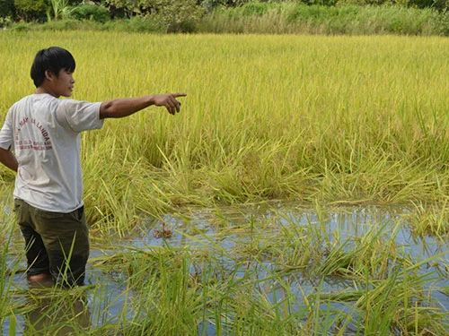 Phá nát "nhà" của voi ảnh 1 Phá nát "nhà" của voi ảnh 1
