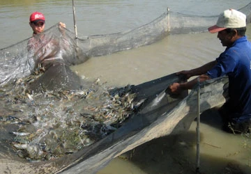 Thiếu vùng nguyên liệu, DN thủy sản thiệt thòi ảnh 1 Thiếu vùng nguyên liệu, DN thủy sản thiệt thòi ảnh 1