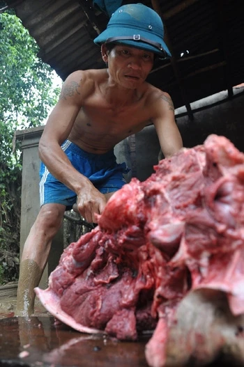 Người dân vùng lũ ăn bò chết thay cơm ảnh 4