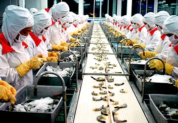 Rộng đường xuất khẩu tôm vào Mỹ ảnh 1 Rộng đường xuất khẩu tôm vào Mỹ ảnh 1