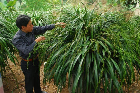 Bỏ hàng chục triệu đồng “săn” địa lan Sa Pa chơi Tết ảnh 1