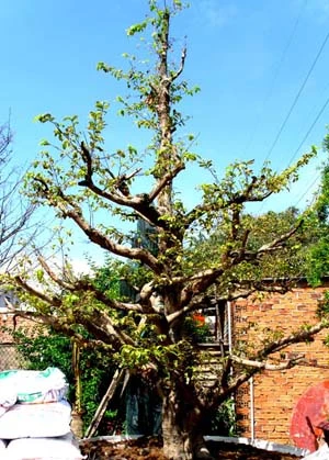 Những cây mai tiền tỷ của lão nông Sài Gòn ảnh 6 Những cây mai tiền tỷ của lão nông Sài Gòn ảnh 6