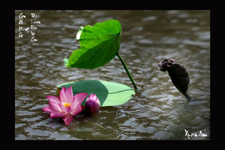 Triển lãm ảnh "Bóng mẹ" gây quỹ từ thiện ảnh 8 Triển lãm ảnh "Bóng mẹ" gây quỹ từ thiện ảnh 8