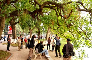 Lộc vừng già hồ Gươm lại trổ hoa ảnh 14 Lộc vừng già hồ Gươm lại trổ hoa ảnh 14