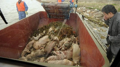 Kẻ vứt xác heo trên sông Hoàng Phố đã lộ diện ảnh 1 Kẻ vứt xác heo trên sông Hoàng Phố đã lộ diện ảnh 1