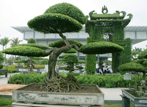 8 cây cảnh Việt Nam giá triệu đô ảnh 8