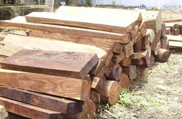 Đống gỗ lậu mà đơn vị này vừa truy bắt được. Đống gỗ lậu mà đơn vị này vừa truy bắt được.