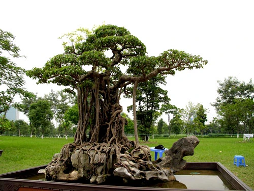 8 cây cảnh Việt Nam giá triệu đô ảnh 1