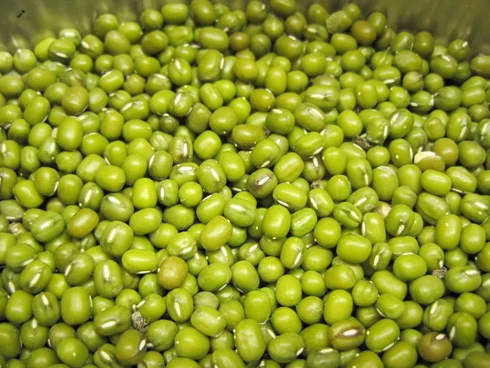 Trị giời leo bằng hạt đậu xanh ảnh 1